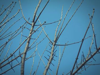 Low angle view of tree against clear sky