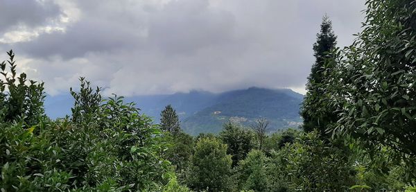 Panoramic view of trees in forest against sky