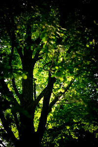 Low angle view of trees in forest