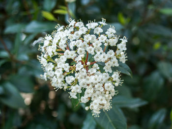 Close-up of white flowers blooming on tree