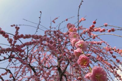 Low angle view of plum blossom