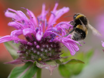 Close-up of bee pollinating on purple flower