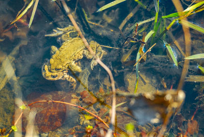 Close-up of frog in sea