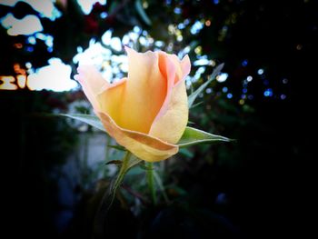 Close-up of yellow rose blooming outdoors