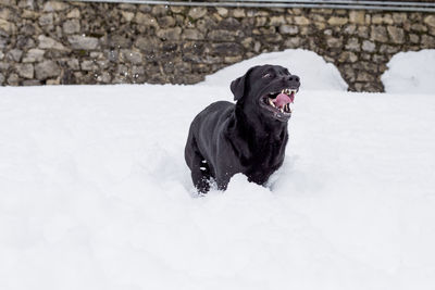 Dog standing on snow covered land