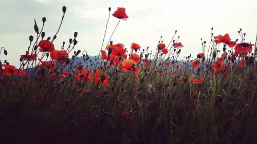 Close-up of red poppy flowers on field against sky