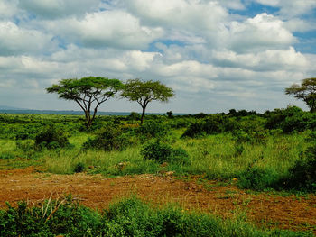 Trees on field against sky