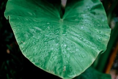 Close-up of raindrops on green leaf