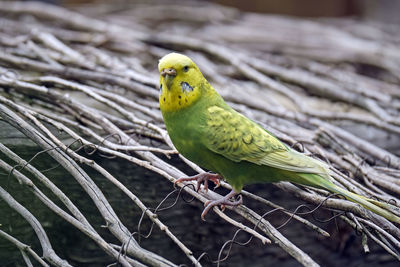 Close-up of parrot perching on branch