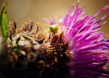 Close-up of insect pollinating on flower