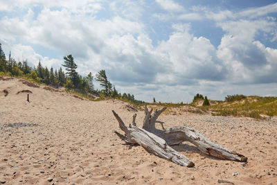 Driftwood on beach against sky