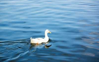 Swan swimming in lake