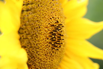 Close-up of yellow flower pollen