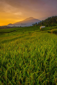 Scenic view of field against sky during sunset