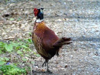 Close-up of rooster on field
