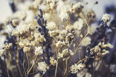 Close-up of flowers on tree