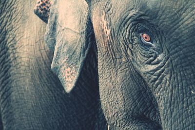 Close-up of elephant