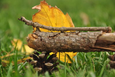 Close-up of yellow autumn leaves on field