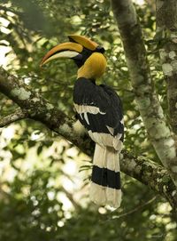 Close-up of bird perching on tree