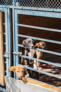 Portrait of a dog by fence