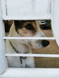 Close-up of dog looking away