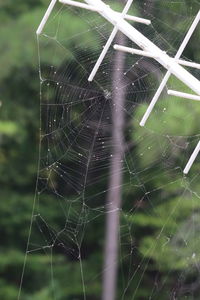 spider web