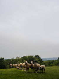 Horses grazing in a field