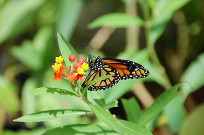 Close-up of butterfly on flower