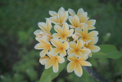 Close-up of yellow flowering plant