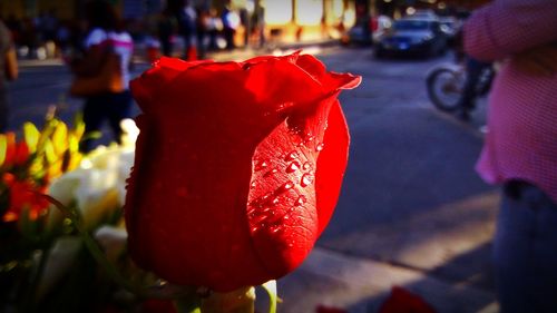 Close-up of red flower against blurred background