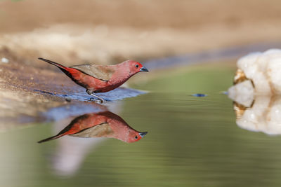 Close-up of bird flying over lake