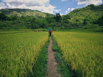 Rear view of man walking on agricultural field