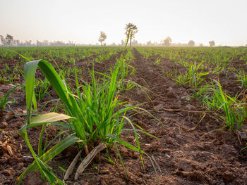 Scenic view of agricultural field against clear sky