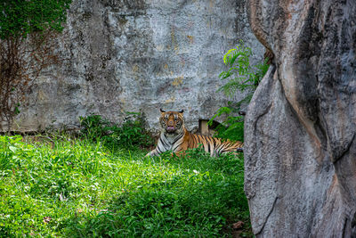 View of a cat relaxing in zoo