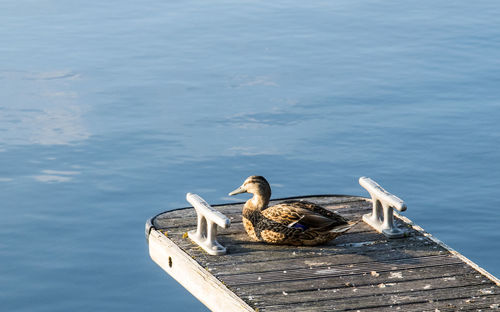 View of birds on pier over lake