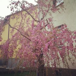 Low angle view of pink flowers