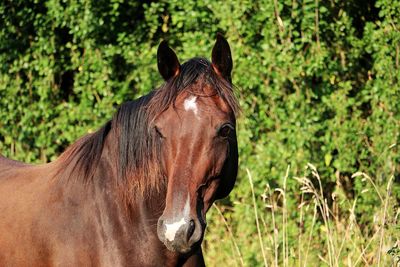 Close-up of a horse on field