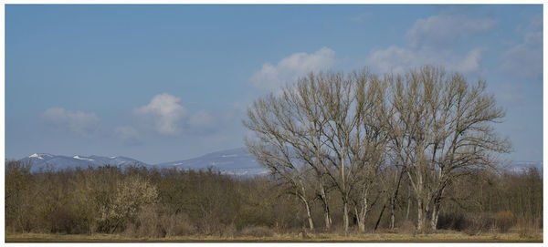 Bare trees on landscape against sky