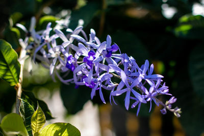 Close-up of purple flowering plant