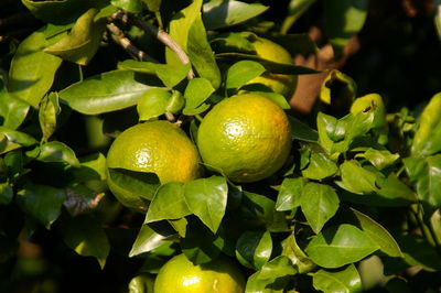 Close-up of fruits on tree