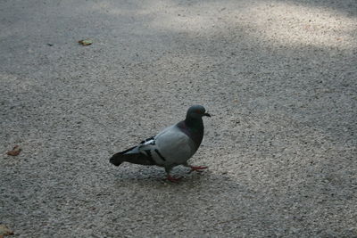 High angle view of bird perching on sand