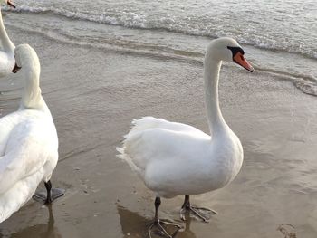 White swan on the beach