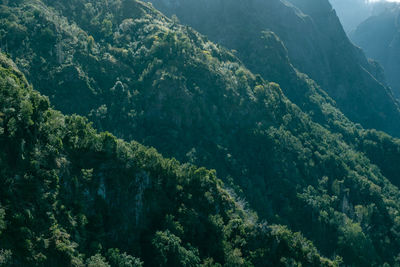High angle view of lush foliage in forest