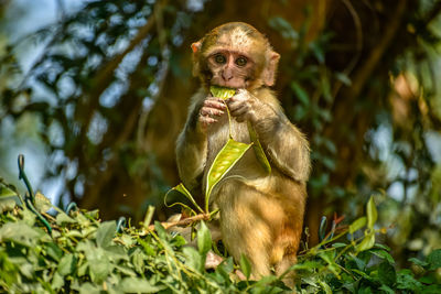 Close-up of monkey