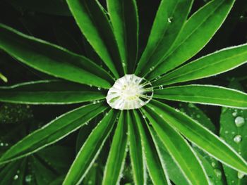 Close-up of flower