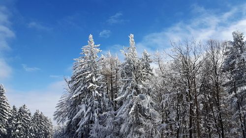 Low angle view of trees against sky during winter