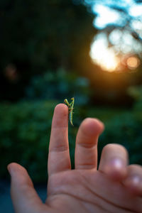 Close-up of hand holding plant