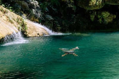 View of ducks swimming in sea