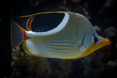 Close-up of fish swimming in sea