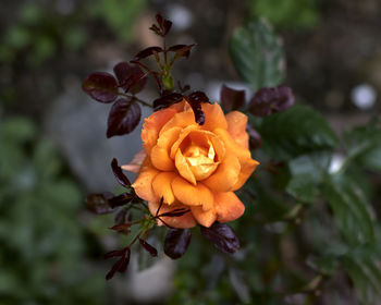 Close-up of orange flower